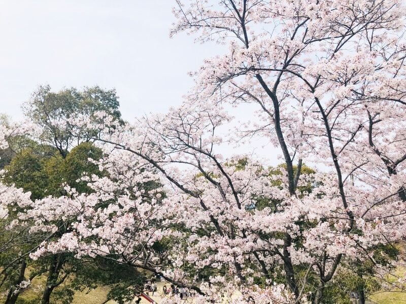 画像3: 関連商品がある12 (3)