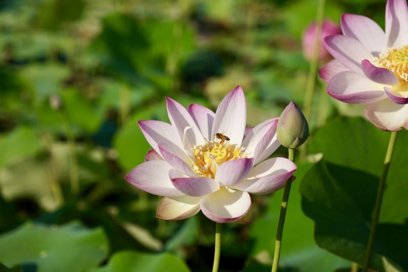 画像1: 予約商品8　イレギュラーな設定　2月5日作成 (1)